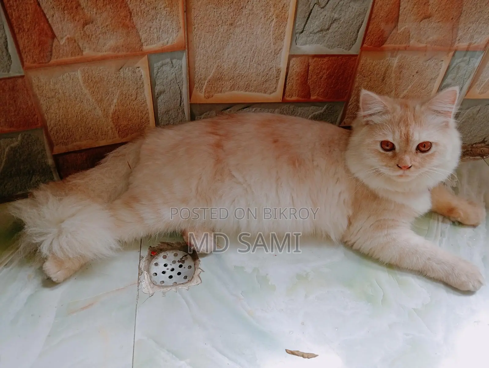 Semi Punch Face Adult Male Persian Cat