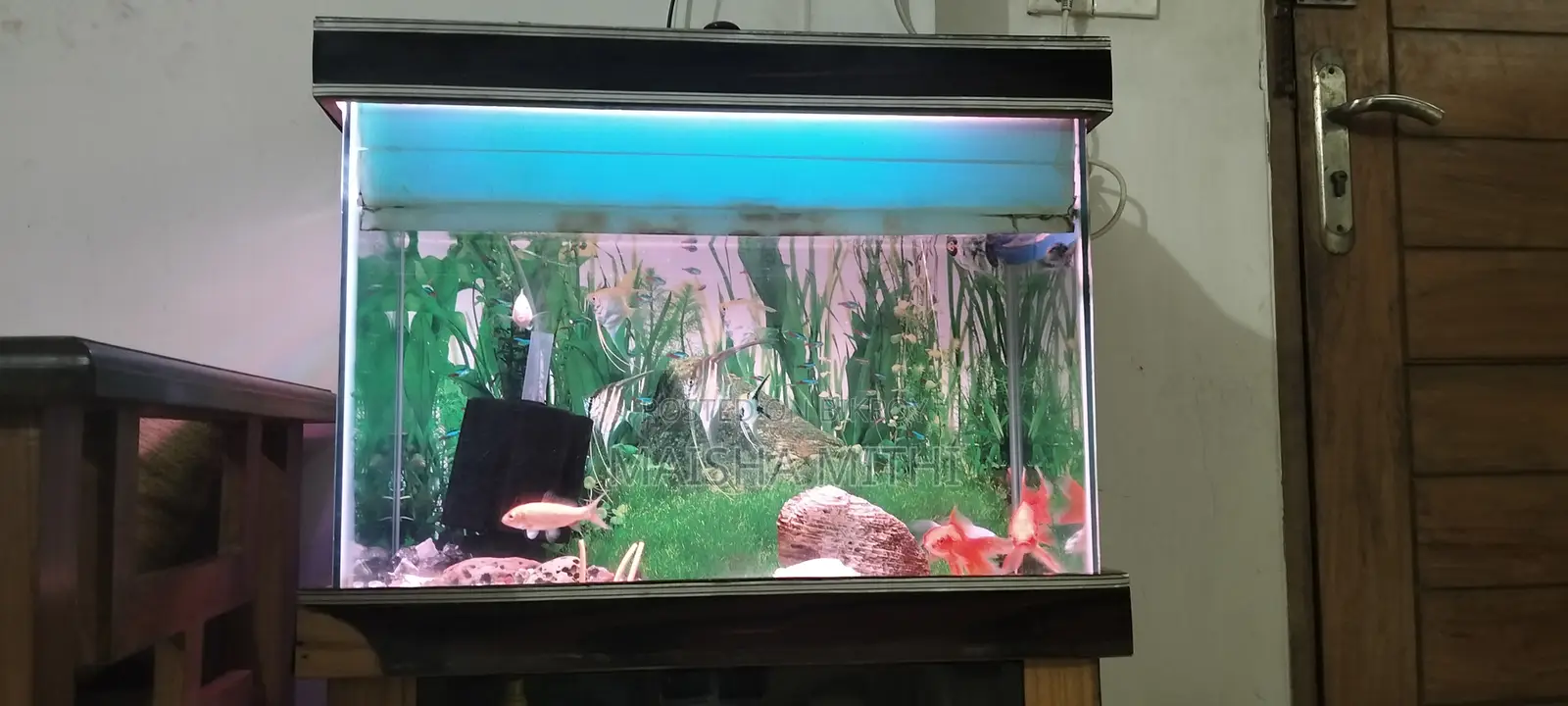 Aquarium