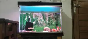 Aquarium
