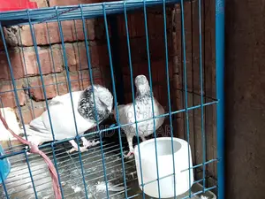 Pigeons