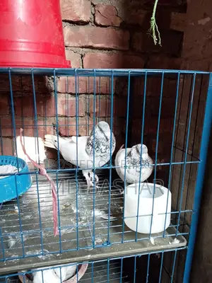 Pigeons
