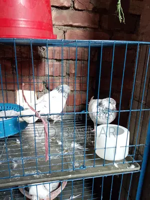 Pigeons