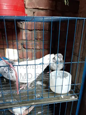 Pigeons