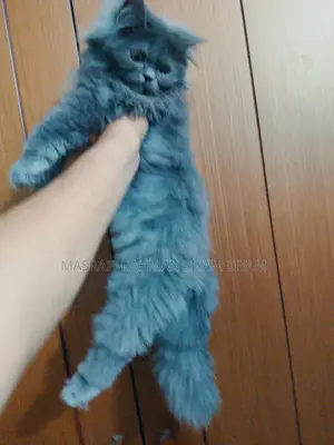 Triple Coat Persian Cat