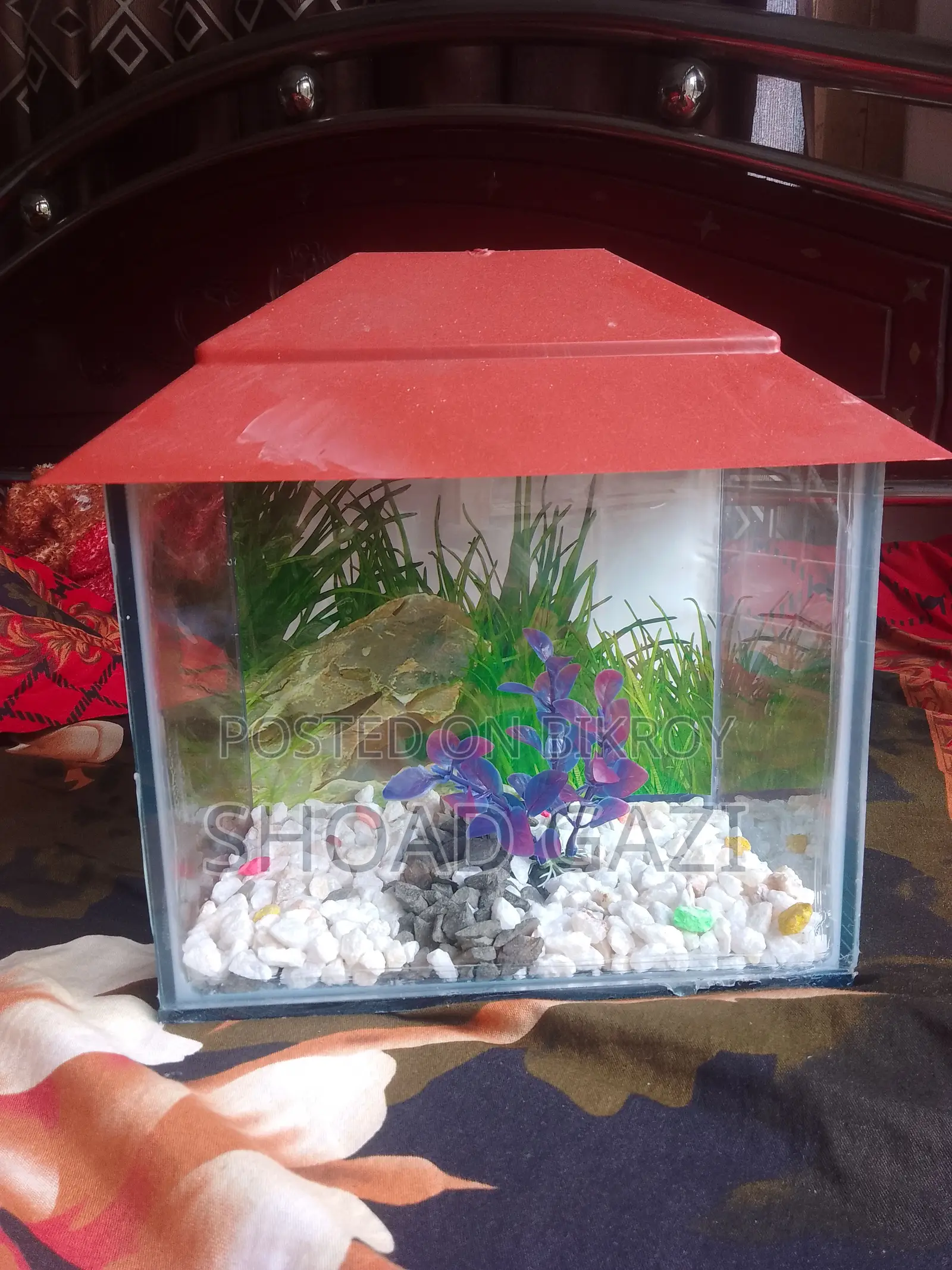 Mini Aquarium