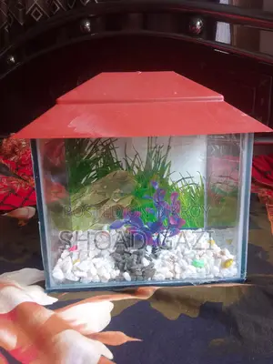 Mini Aquarium