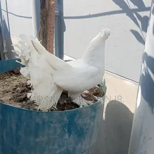 লাক্ষা মাদী