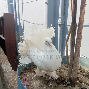 লাক্ষা মাদী