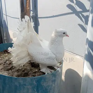 লাক্ষা মাদী