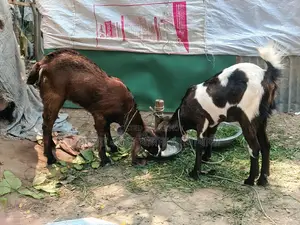 Goats for sale