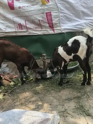 ছাগলগুলো বিক্রি করা হবে