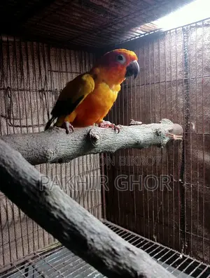 Running Sun Conure Bird
