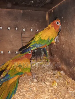 Running Sun Conure Bird
