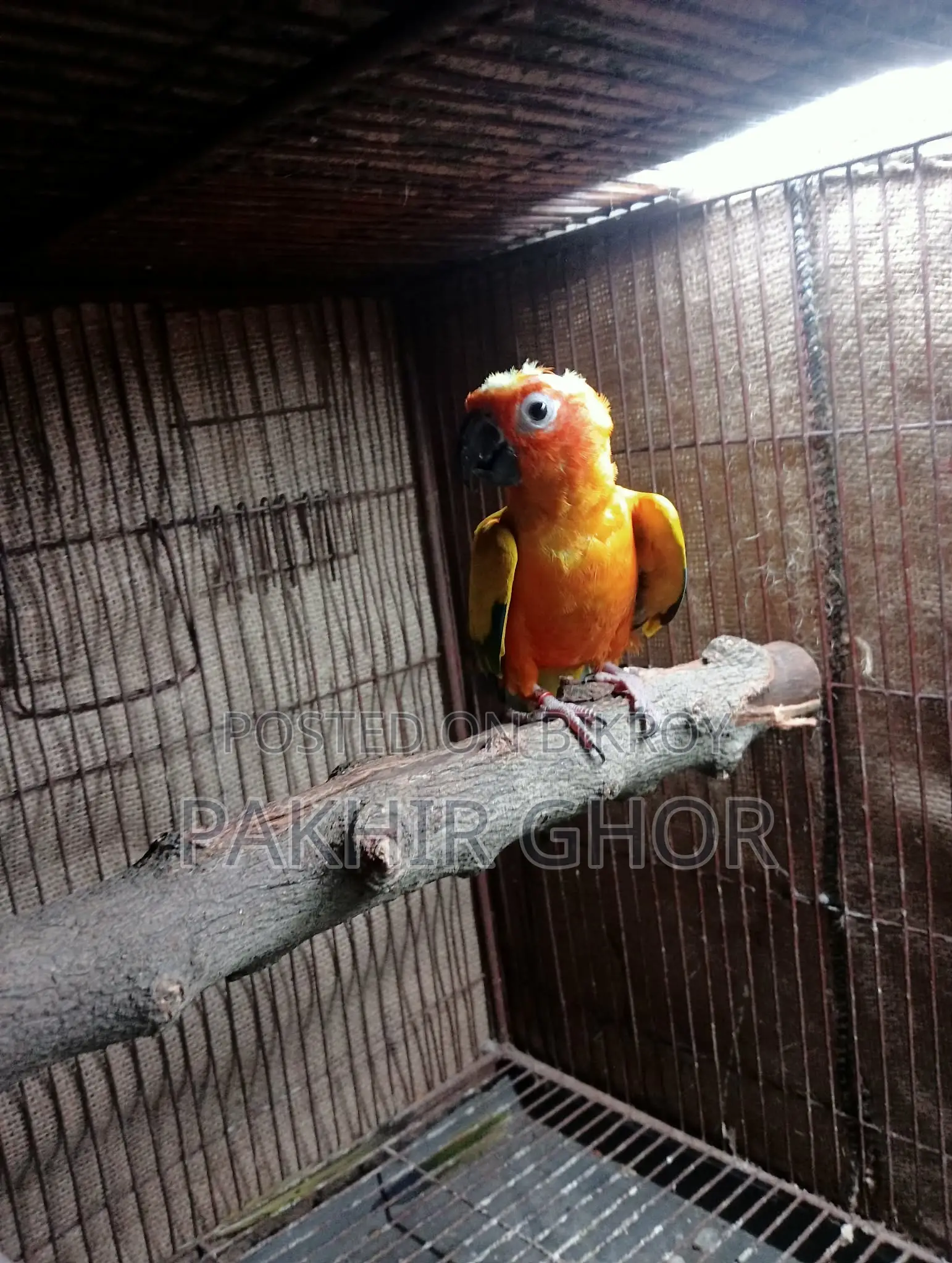 Running Sun Conure Bird