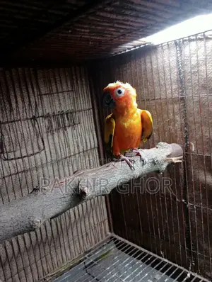 Running Sun Conure Bird
