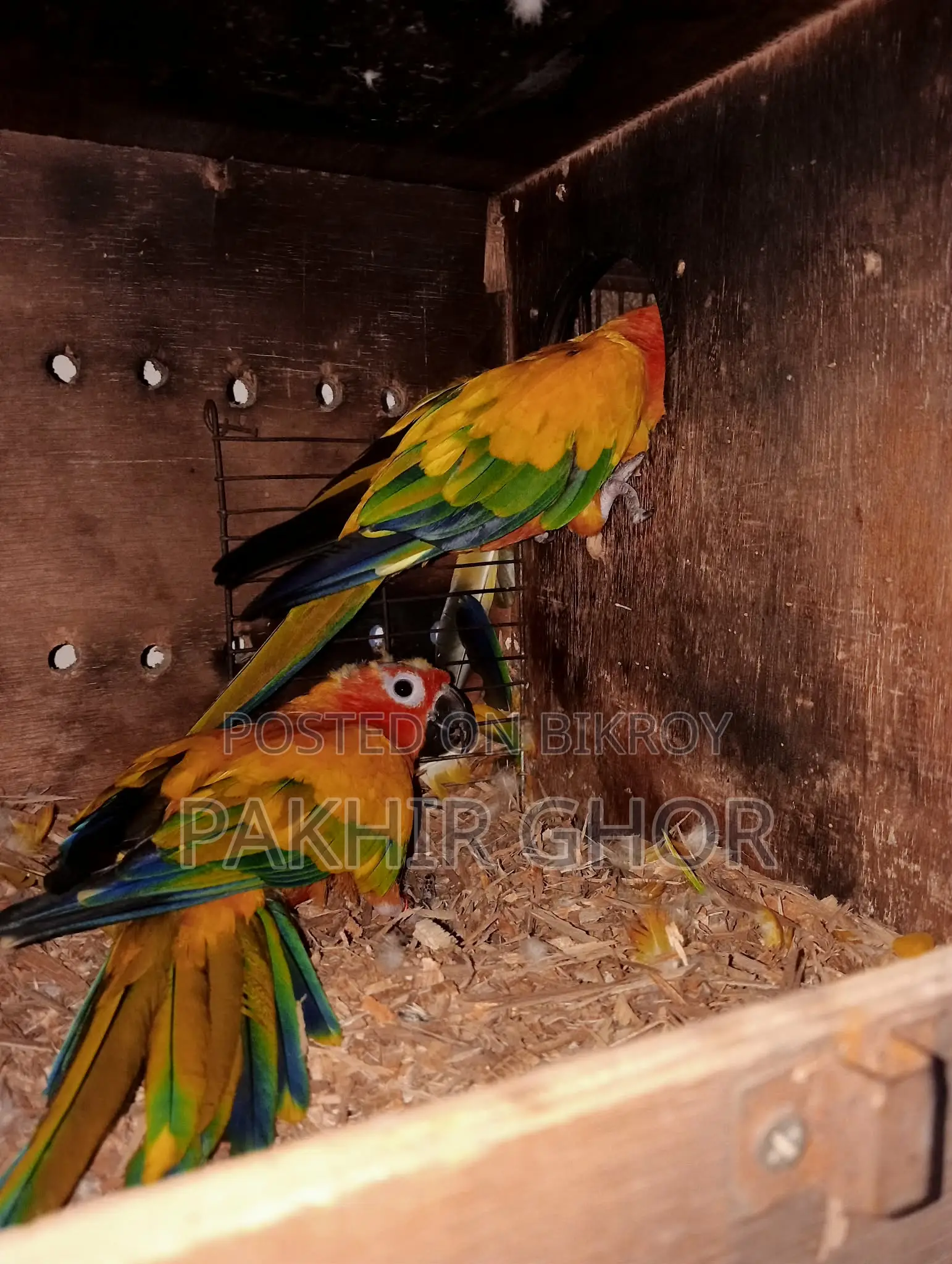 Running Sun Conure Bird
