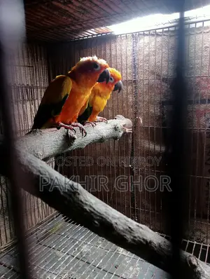 Running Sun Conure Bird