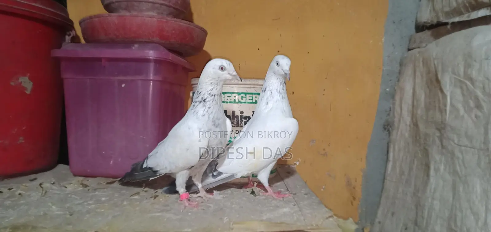 Small Nose-Pulling Male Maya Bird