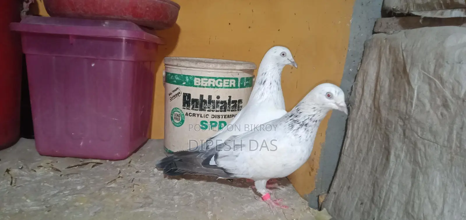 Small Nose-Pulling Male Maya Bird