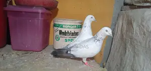 Small Nose-Pulling Male Maya Bird