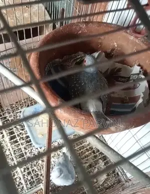 Diamond Dove