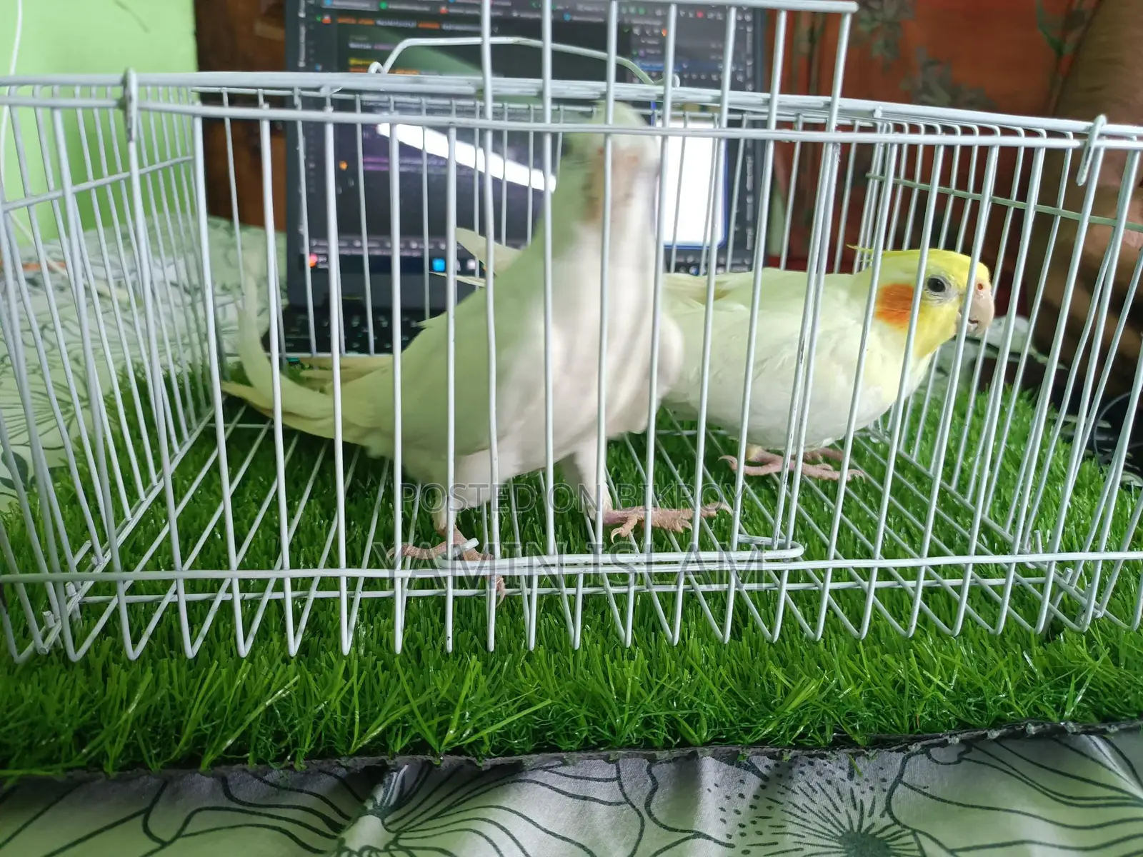 Cockatiel for sale