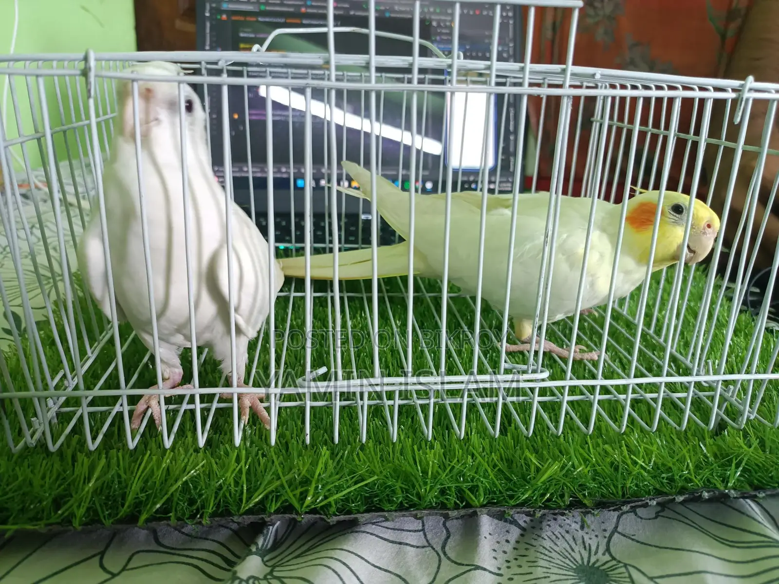 Cockatiel for sale