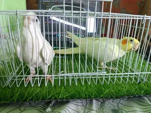 Cockatiel for sale