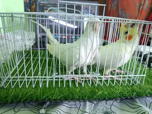 Cockatiel for sale