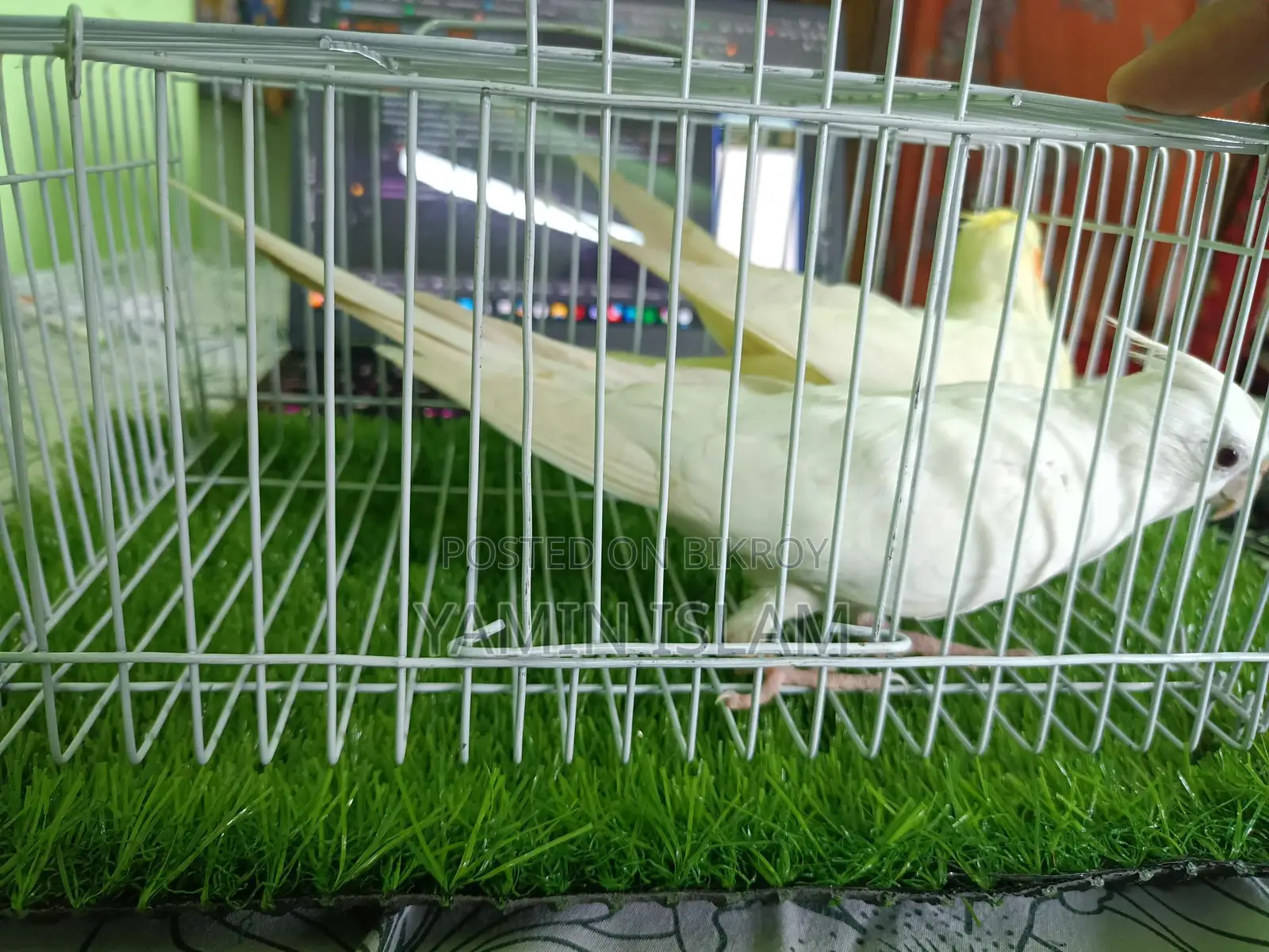 Cockatiel for sale