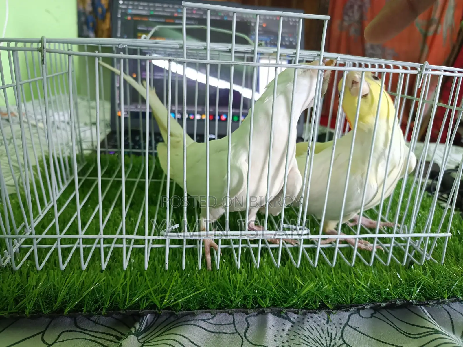 Cockatiel for sale
