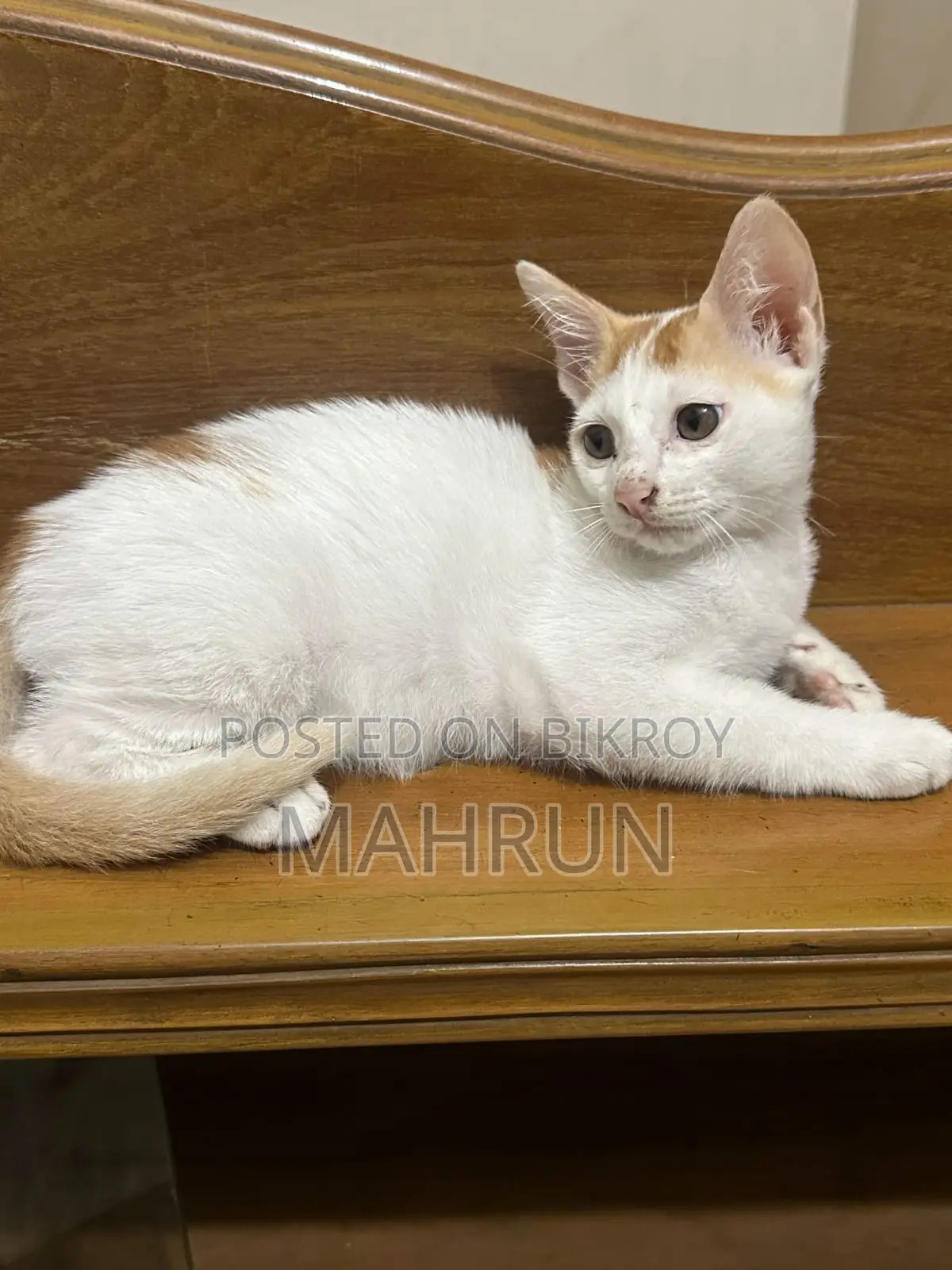 Cat ADOPTION POST