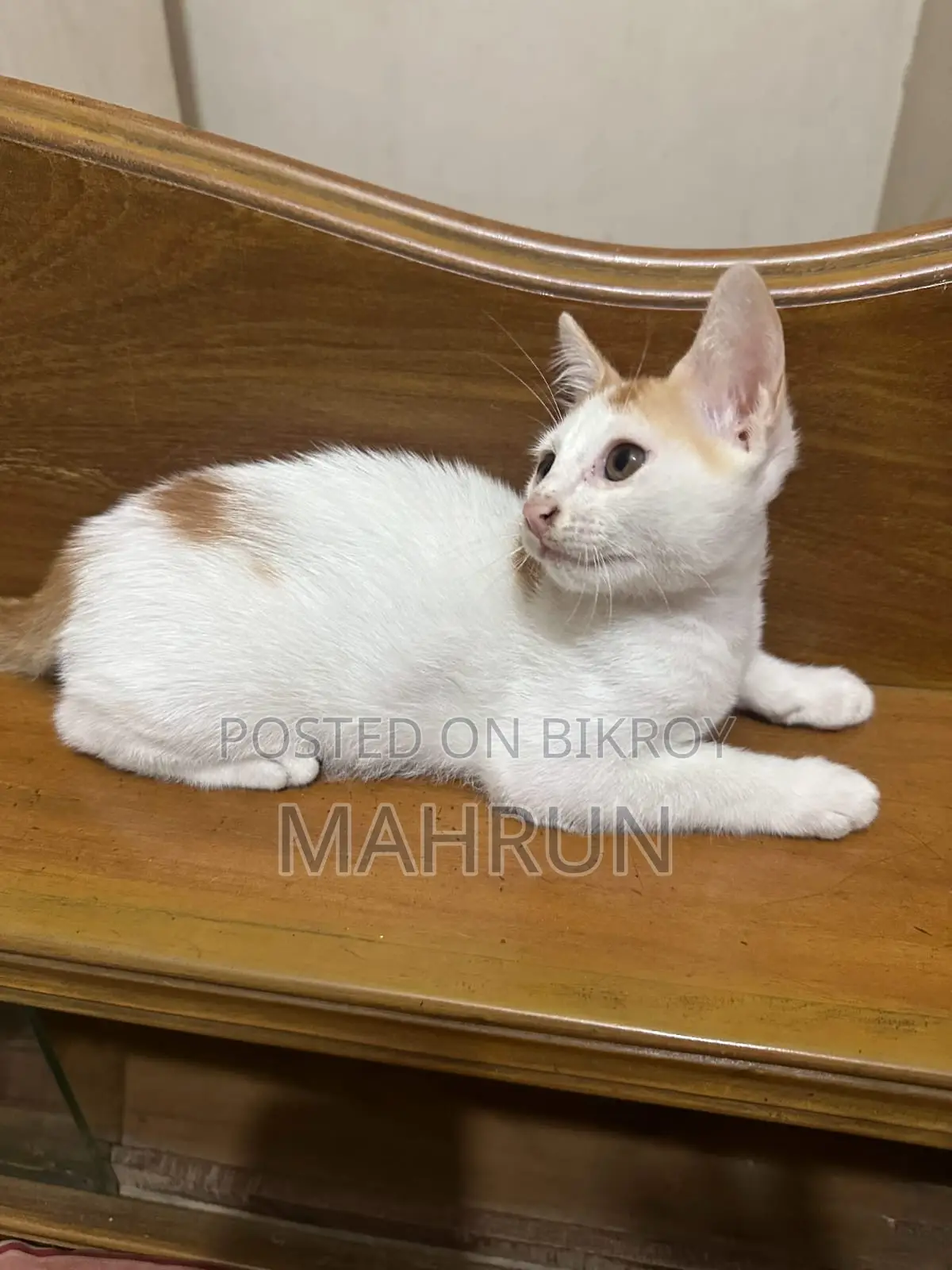 Cat ADOPTION POST