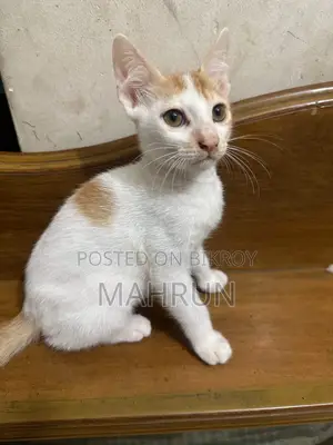 Cat ADOPTION POST
