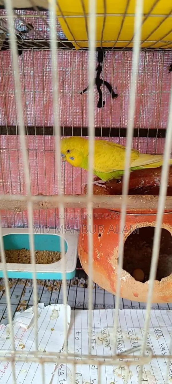 Budgie birds