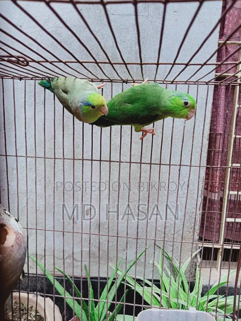 Want to sell Forpus birds (Urgent)