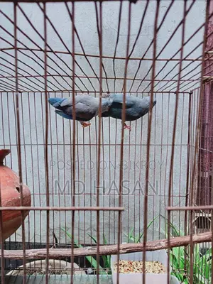 Want to sell Forpus birds (Urgent)