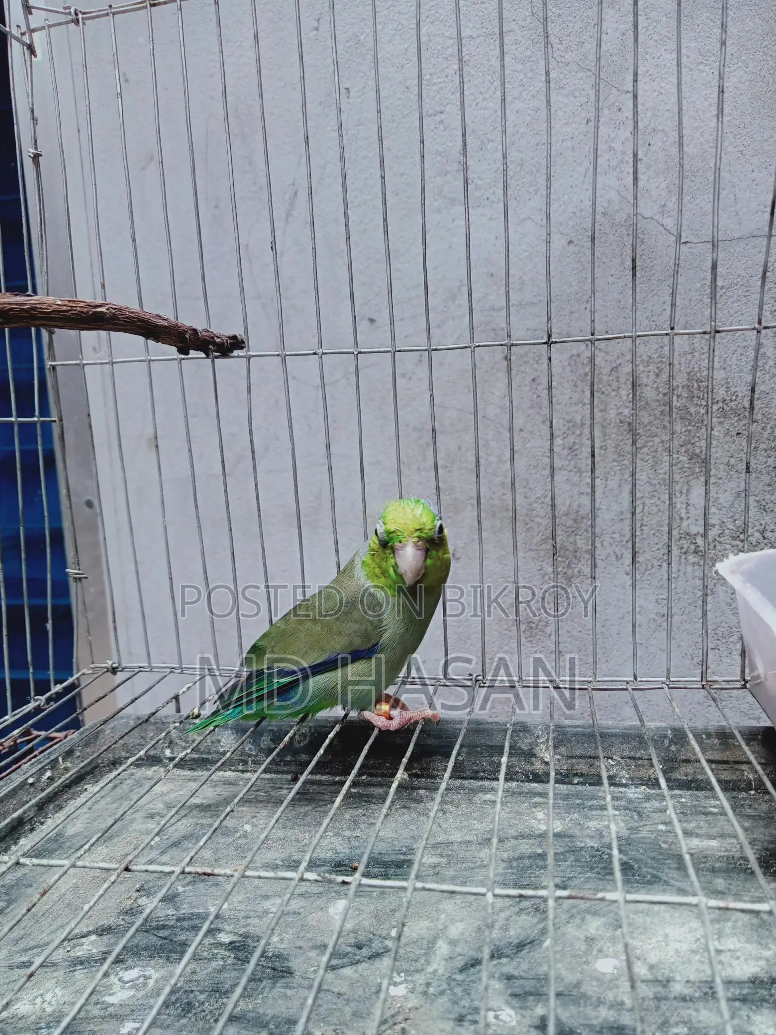 Want to sell Forpus birds (Urgent)