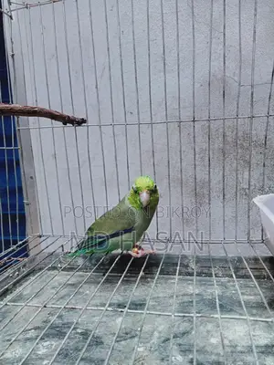 Want to sell Forpus birds (Urgent)