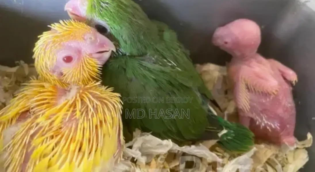 Want to sell Forpus birds (Urgent)
