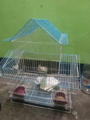 Kokatel male (temp kora) For Sale