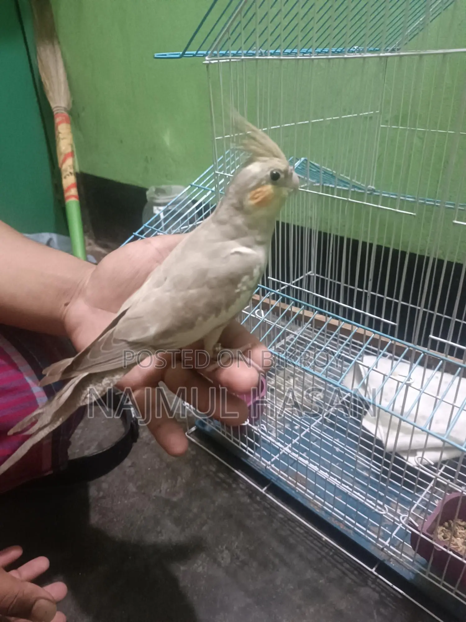 Kokatel male (temp kora) For Sale