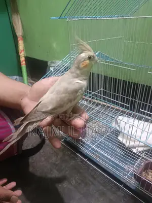 Kokatel male (temp kora) For Sale