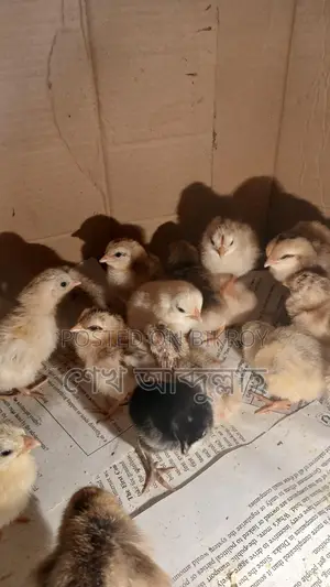 দেশি মুরগীর বাচ্চা বয়স ৪ দিন