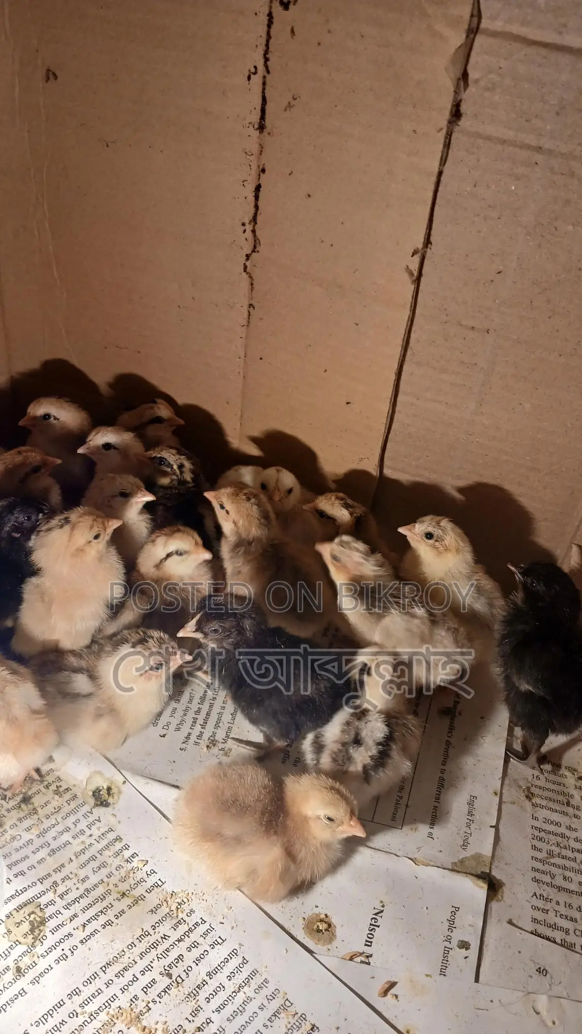 দেশি মুরগীর বাচ্চা বয়স ৪ দিন