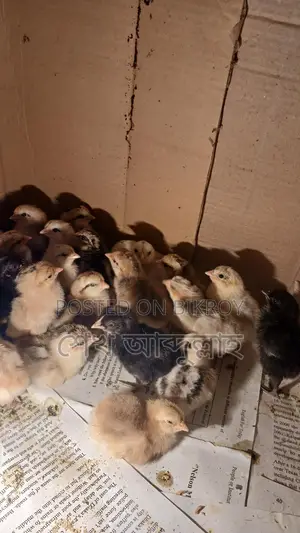 দেশি মুরগীর বাচ্চা বয়স ৪ দিন