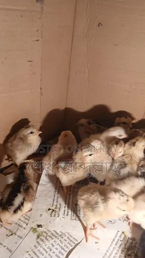 দেশি মুরগীর বাচ্চা বয়স ৪ দিন
