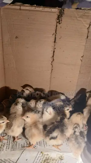দেশি মুরগীর বাচ্চা বয়স ৪ দিন