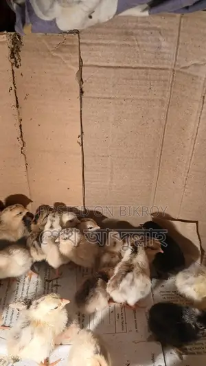 দেশি মুরগীর বাচ্চা বয়স ৪ দিন