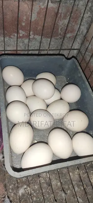 দেশি মুরগির বীজ ডিম ২৫টা বিক্রি করা হবে